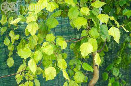 Саженцы береза бородавчатая spider alley