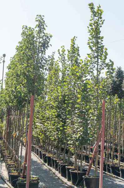 Саженцы липа крупнолистная fastigiata Саженцы липа крупнолистная fastigiata