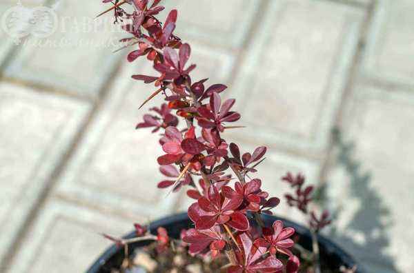 саженцы Барбарис Тунберга Carmen