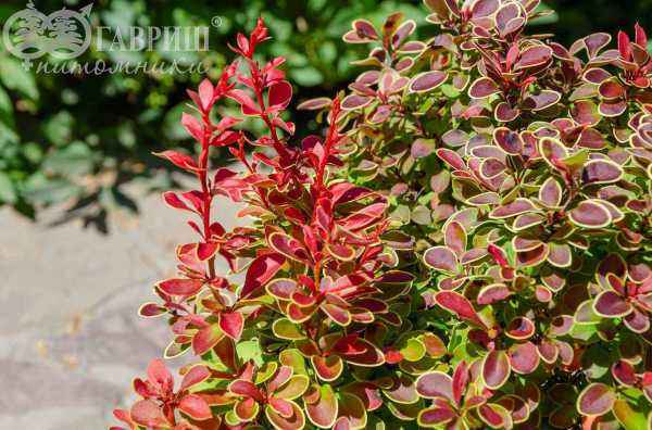 саженцы Барбарис Тунберга Admiration