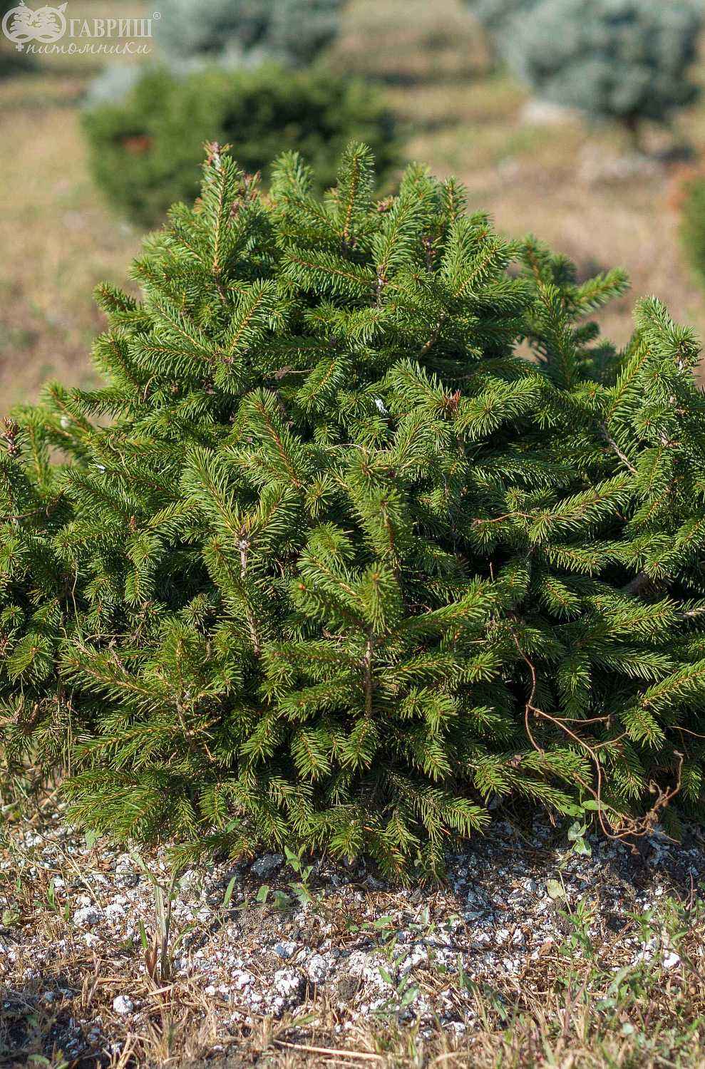 Ель обыкновенная Nidiformis