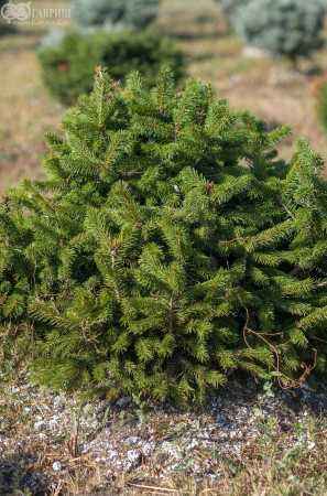 Купить ель обыкновенная nidiformis деревья и растения