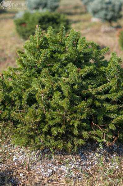 Купить ель обыкновенная nidiformis деревья и растения