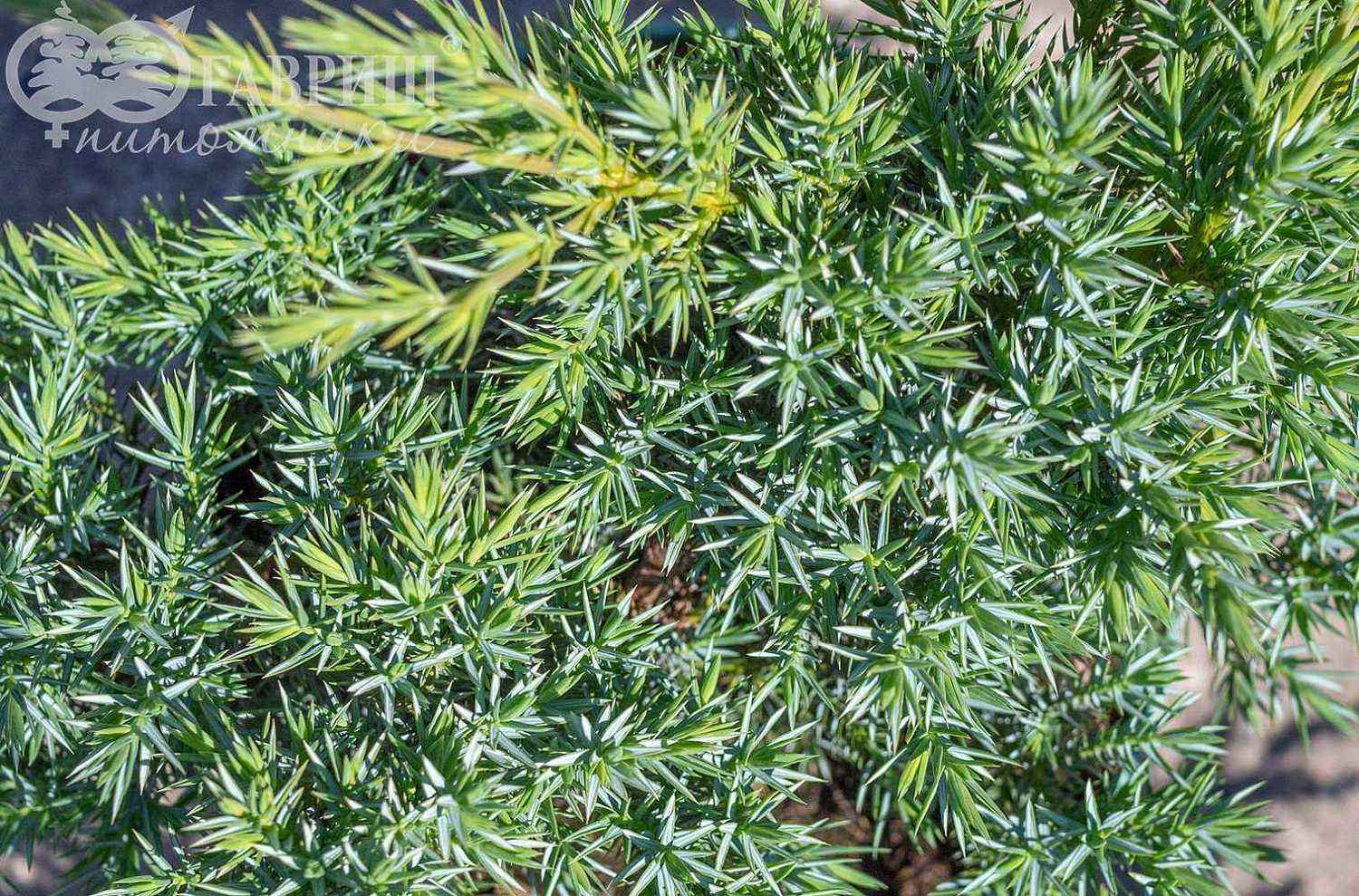 Можжевельник чешуйчатый Hunnetorp