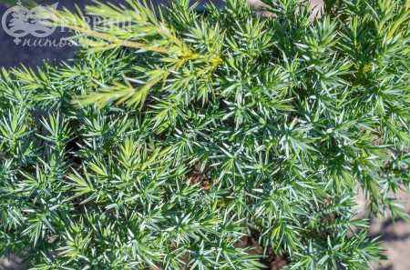 Купить можжевельник чешуйчатый hunnetorp деревья и растения