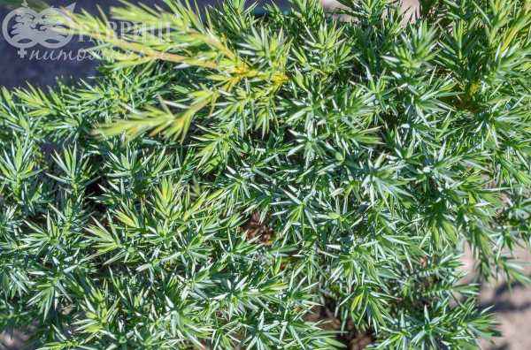 Купить можжевельник чешуйчатый hunnetorp деревья и растения