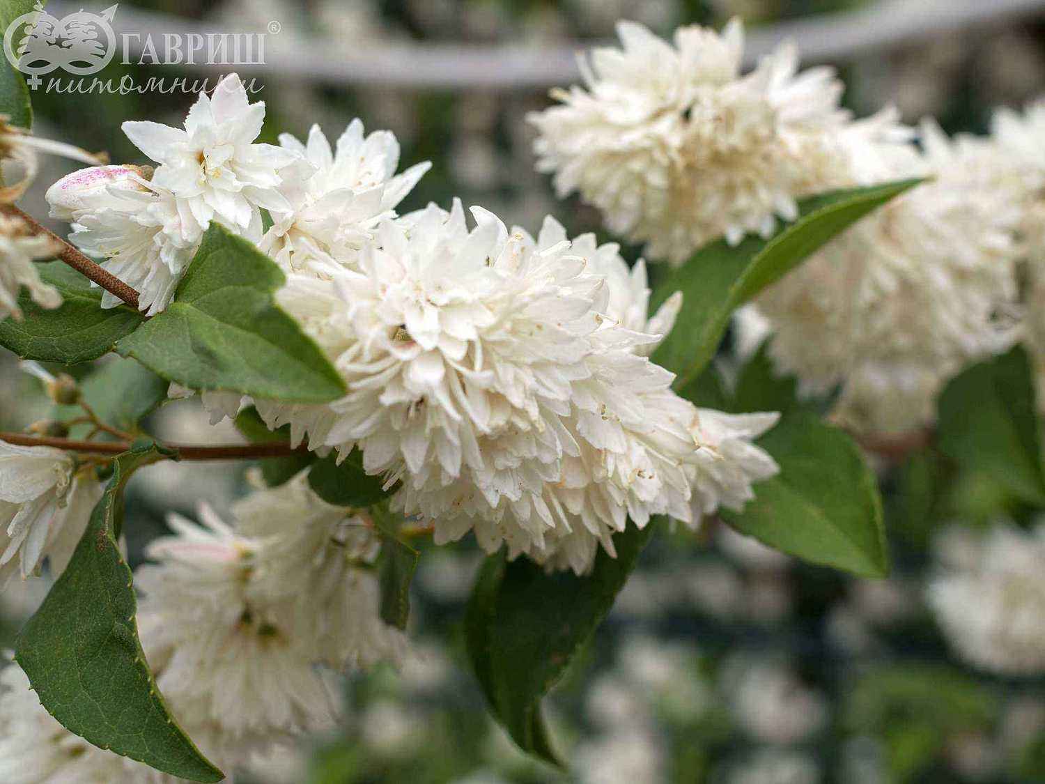 Дейция шершавая Candidissima