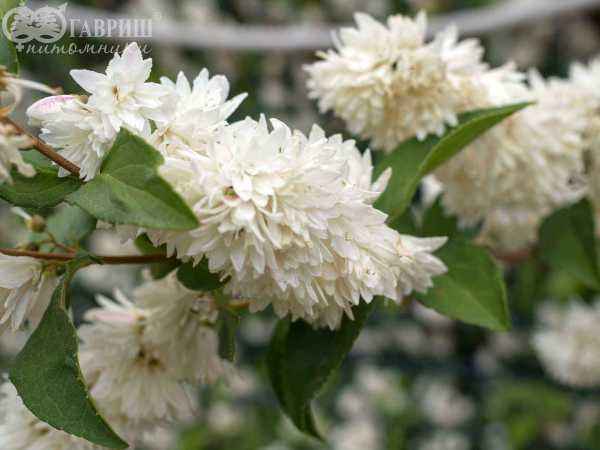 саженцы Дейция шершавая Candidissima