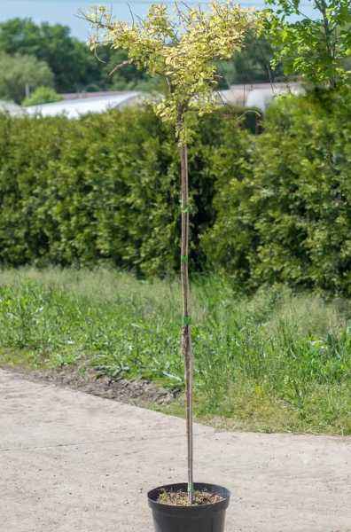 саженцы Ива козья Curly Locks