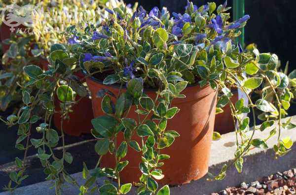 саженцы Барвинок малый Ralph Shugert