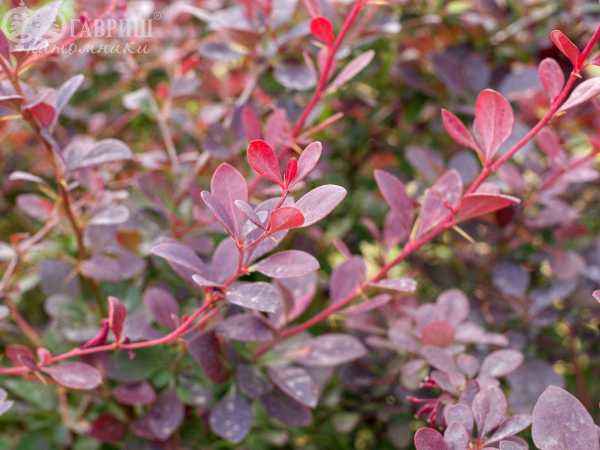 саженцы Барбарис оттавский Auricoma