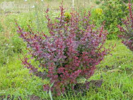 саженцы Барбарис Тунберга Golden Ring
