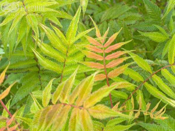 саженцы Рябинник рябинолистный Sem