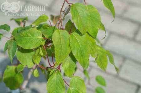 саженцы Актинидия Аргута (острая) Weiki