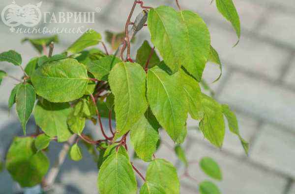 саженцы Актинидия Аргута (острая) Weiki