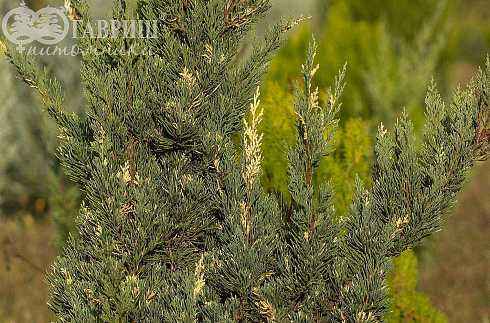 Купить можжевельник казацкий variegata деревья и растения