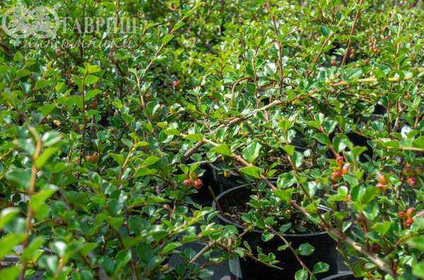 саженцы Кизильник нан-шаньский Boer