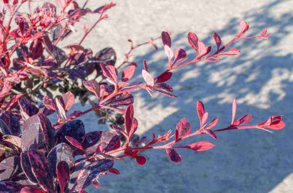 саженцы Барбарис Тунберга Harlequin