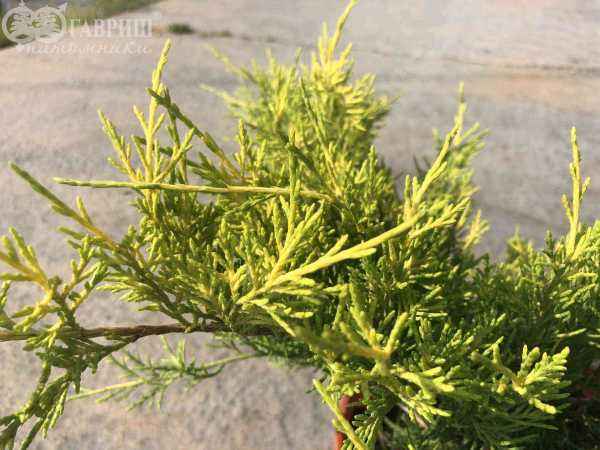 Купить можжевельник средний gold coast деревья и растения