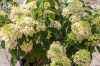 саженцы Гортензия метельчатая Candlelight