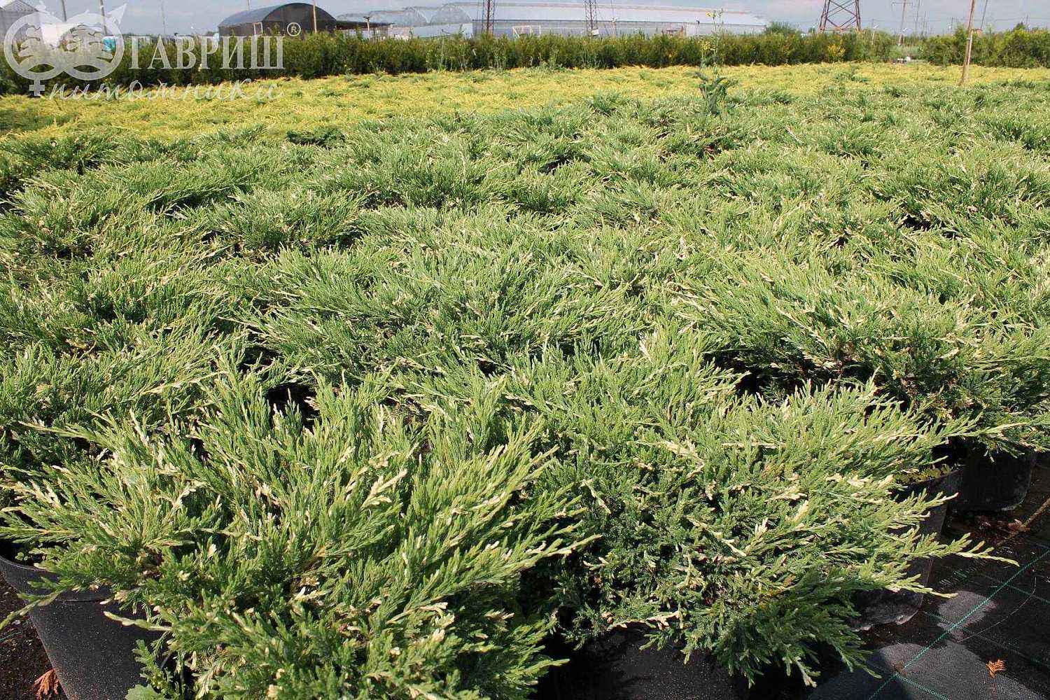 Можжевельник горизонтальный Andorra Variegata