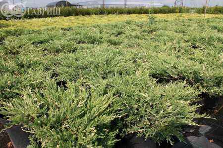 Купить можжевельник горизонтальный andorra variegata деревья и растения