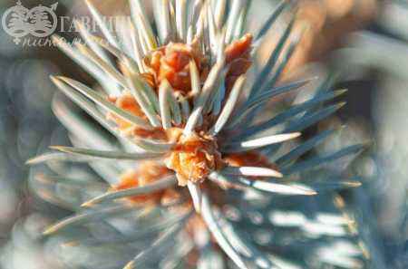 Купить ель колючая edith (edit) деревья и растения