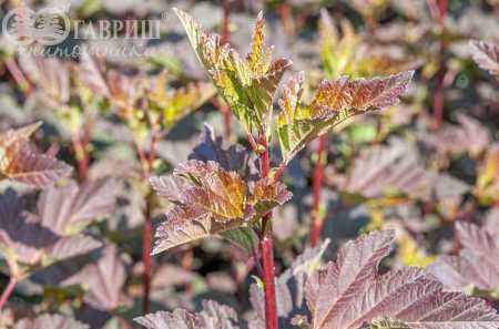 саженцы Пузыреплодник калинолистный Diabolo