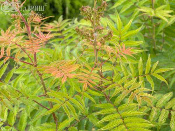 саженцы Рябинник рябинолистный Sem