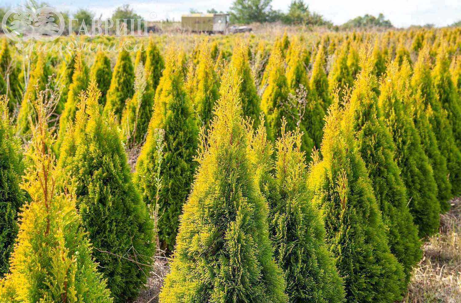 Туя западная Golden Smaragd