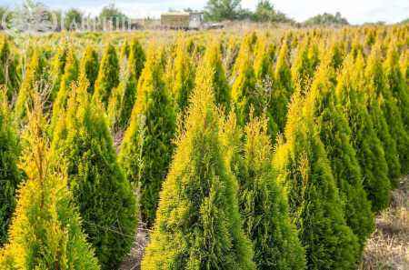 Купить туя западная golden smaragd деревья и растения