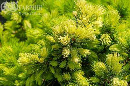 Купить ель канадская daisy's white деревья и растения