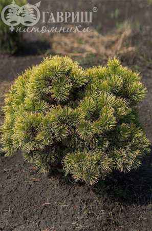 Купить сосна горная carsten деревья и растения