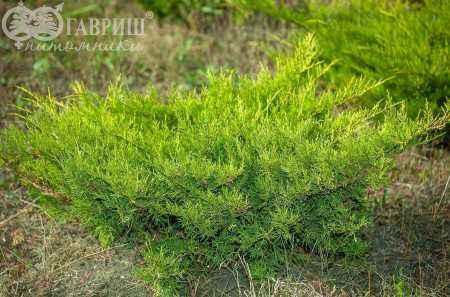 Купить можжевельник средний mordigan gold деревья и растения