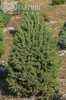 Купить ель канадская cinderella деревья и растения