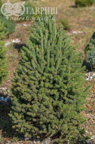 Купить ель канадская cinderella деревья и растения