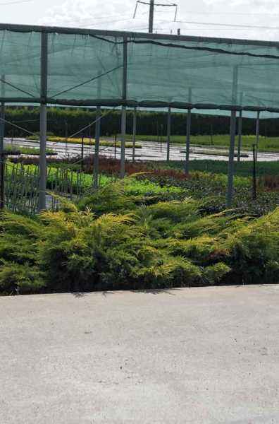 Купить можжевельник средний gold kissen деревья и растения