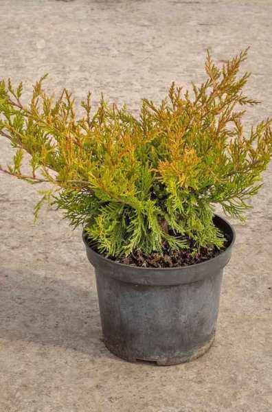 Купить можжевельник средний mordigan gold деревья и растения