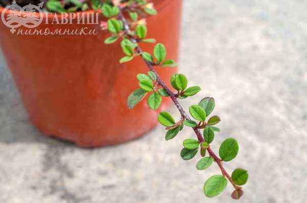 саженцы Кизильник лежачий Queen of Carpet