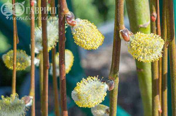 саженцы Ива козья Kilmarnock