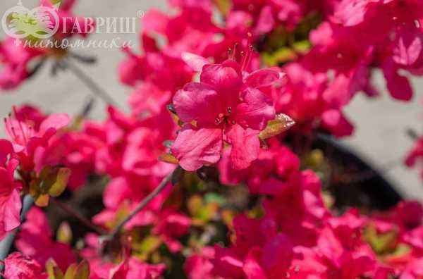 саженцы Азалия японская Rosali