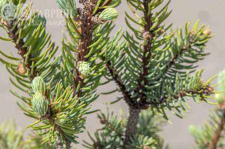 Купить ель колючая iseli fastigiata деревья и растения