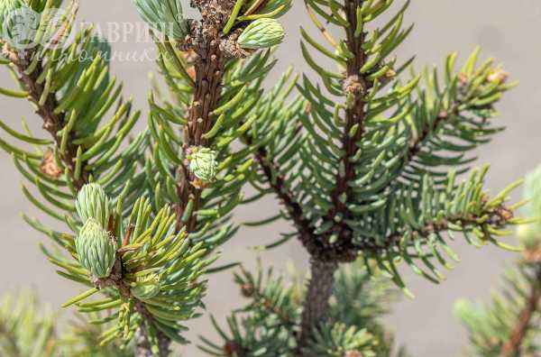 Купить ель колючая iseli fastigiata деревья и растения