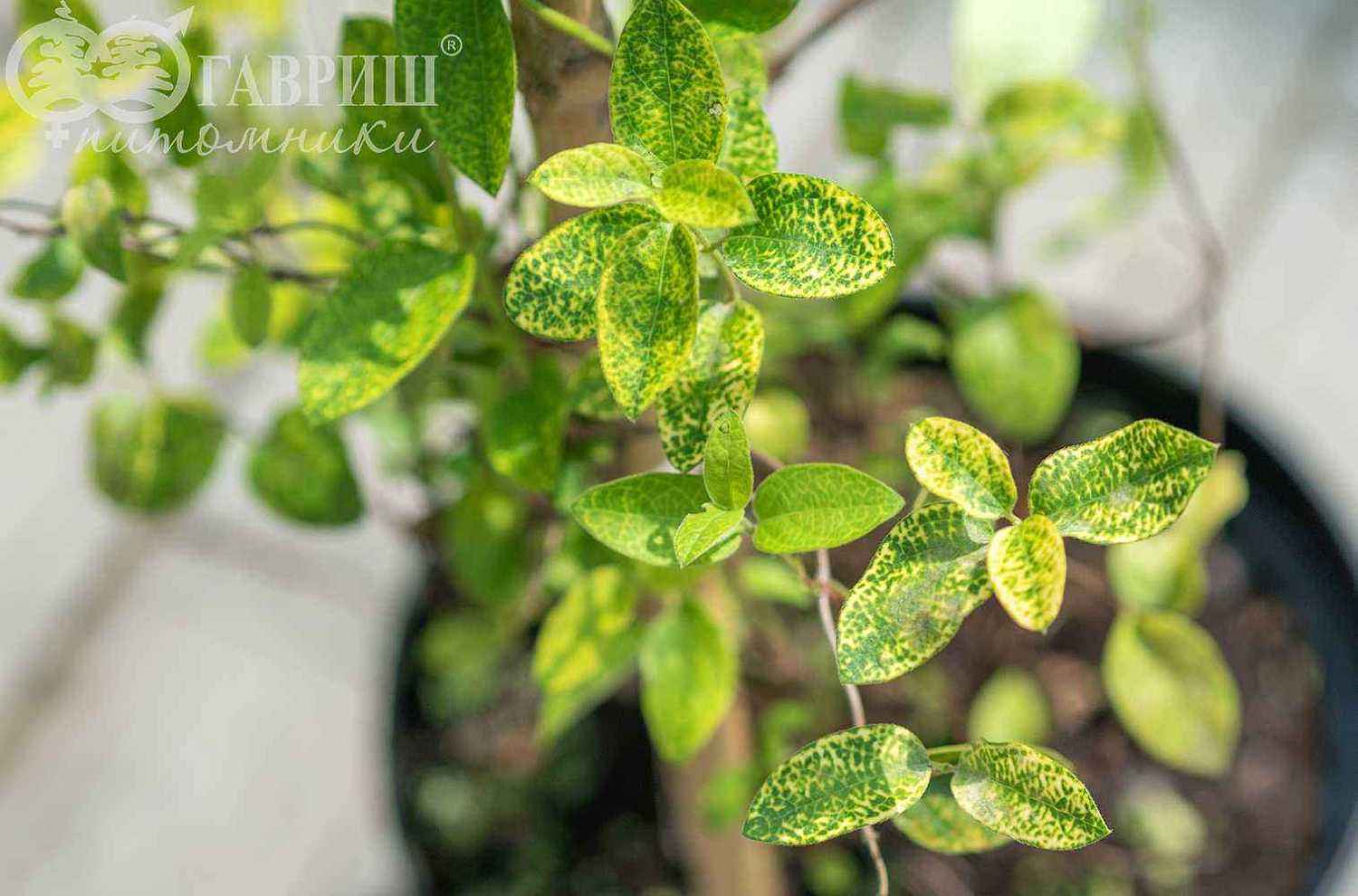 Жимолость японская Aureoreticulata