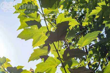 Саженцы клён остролистный