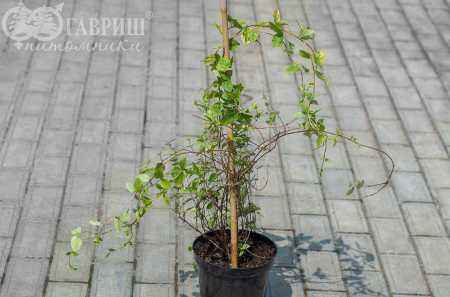 саженцы Жимолость японская Aureoreticulata