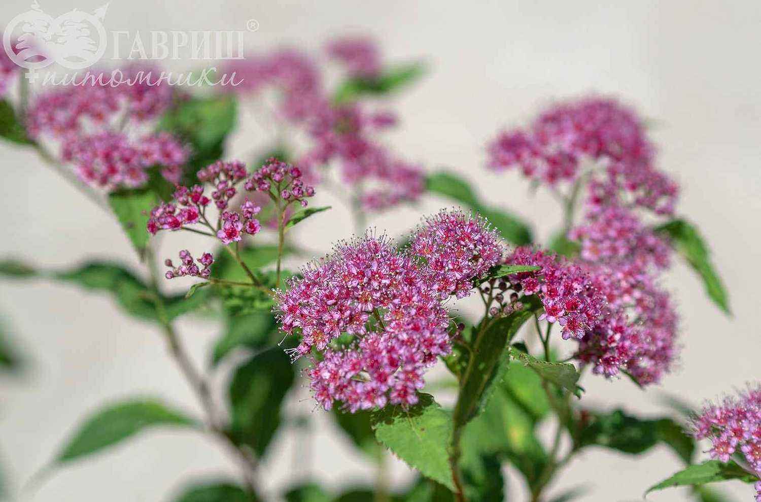 Спирея японская Dart`s Red