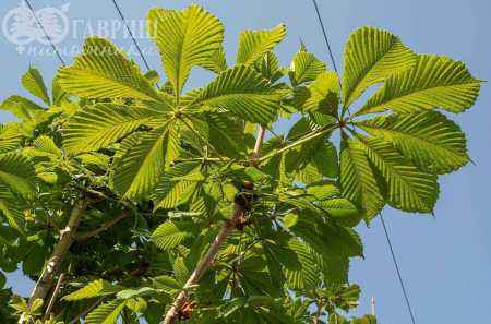 саженцы Каштан конский