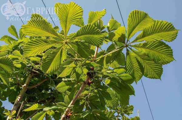 саженцы Каштан конский