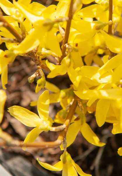 саженцы Форзиция средняя Lynwood